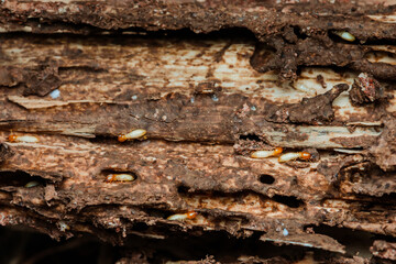 Termites destroying wood log: close-up of destructive insects