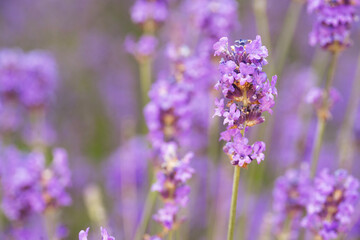 Vibrant lavender flowers blooming in a sunny field during summer, capturing nature's beauty and tranquility
