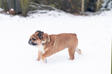 Bulldog enjoys playful stroll in snowy backyard during winter afternoon in cold weather