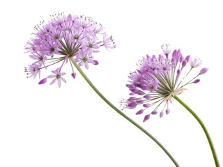 Beautiful allium flowers bloom gracefully, showcasing delicate purple petals that add charm to any garden or floral arrangement