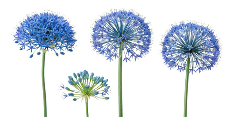 Obraz premium Allium flowers bloom in stunning blue hues showcasing their unique spherical shapes and delicate petals, creating captivating floral display