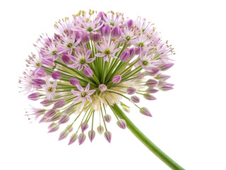 Obraz premium Allium flowers bloom beautifully with clusters of delicate pink petals creating stunning visual display in gardens