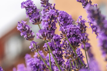 Obraz premium Beautiful lavender flowers blooming in a garden during sunny spring season in a quaint neighborhood setting