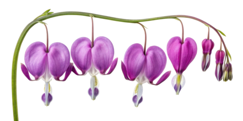 Delicate flowers with bleeding heart shapes bloom gracefully, showcasing vibrant colors and intricate details that captivate heart