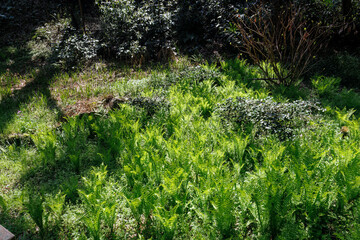 クレソン（アブラナ科）やフキ（キク科）が生える美しいせせらぎ。
東高根森林公園中原区川崎市神奈川県-2025
