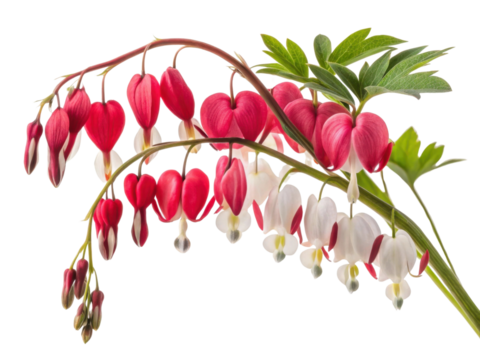 Bleeding heart flowers bloom with vibrant colors, symbolizing love and beauty, creating stunning display of nature artistry