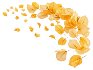 Falling bougainvillea flowers create beautiful scene of golden petals drifting gracefully in air, evoking sense of tranquility and nature charm