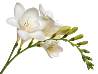 Obraz premium Freesia flower isolated on white background.