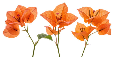 Fototapeta premium Bougainvillea flowers bloom vibrantly shades of orange, showcasing their delicate petals and intricate details, creating stunning visual display