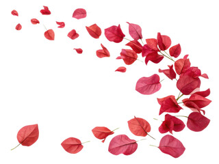 Bougainvillea flowers create vibrant display with their stunning red petals gracefully scattered in air