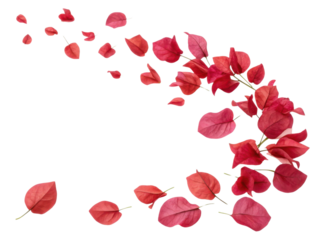 Bougainvillea flowers create vibrant display with their stunning red petals gracefully scattered in air