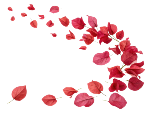 Bougainvillea flowers create vibrant display with their stunning red petals gracefully scattered in air