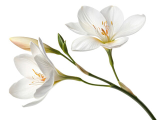 Fototapeta premium Beautiful white canna flowers bloom gracefully, showcasing their delicate petals and vibrant orange stamen, creating serene and uplifting