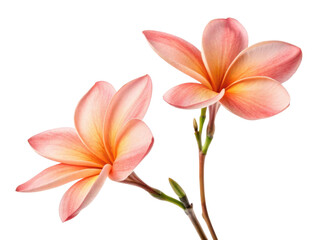 Fototapeta premium Beautiful canna flowers bloom gracefully, showcasing their vibrant colors and delicate petals, creating serene and joyful atmosphere