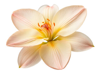 Fototapeta premium Delicate canna flower showcases soft pastel hues with elegant petals radiating beauty and grace, perfect for any floral arrangement