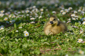 gosling of greylag goose is lying on the daisy meadow close-up	
