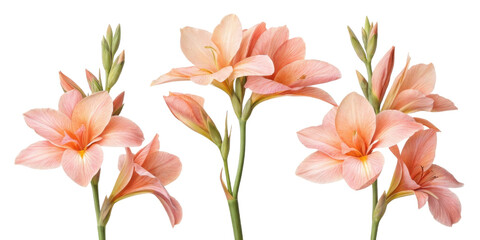 Obraz premium Beautiful canna flowers bloom in soft peach hues, showcasing their delicate petals and vibrant green stems, creating serene atmosphere