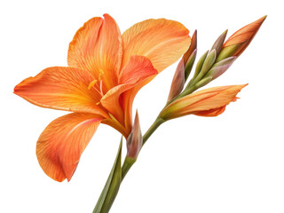 Obraz premium Vibrant canna flower showcases stunning orange petals and delicate buds, radiating beauty and warmth in any setting
