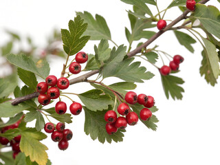 Obraz premium A close-up photo of a branch with small, red berries and green foliage. A branch of red berries hanging from a tree. The berries are small and red, and they are clustered together.