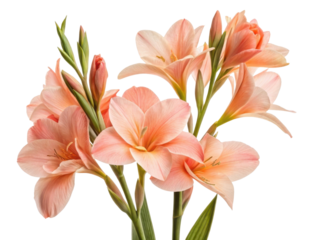 Beautiful canna flowers bloom gracefully, showcasing their vibrant colors and delicate petals, creating stunning visual display