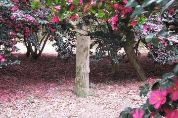 日本：観音寺城跡／椿の中にある本丸跡の標柱【日本100名城・国指定史跡】滋賀県近江八幡市安土町・4月