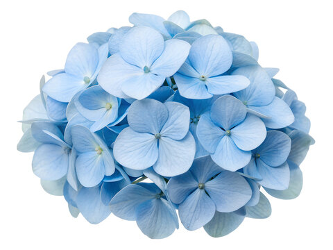recommend clip art: Blue hydrangea flower isolated on white background.