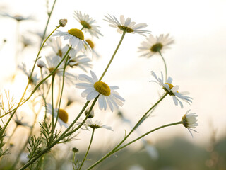 Backlit chamomile daisy flowers isolated on background. A bunch of white flowers with yellow centers are in a field. The sun is shining brightly on them, making them look even more beautiful.