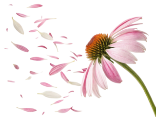 Beautiful chinacea flower with delicate pink petals gracefully dispersing into air creates serene and enchanting scene