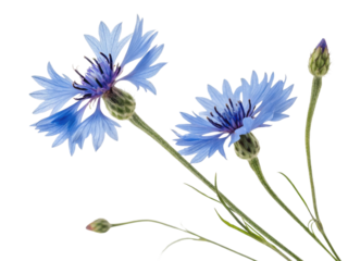 Cornflower blooms gracefully, showcasing delicate blue petals that captivate heart and brighten any garden