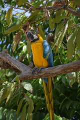 Pretty Blue and Gold Macaw Parrot in a Tree