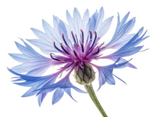 Stunning cornflower flower showcases delicate blue petals and vibrant purple centers, embodying nature beauty and elegance