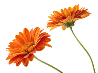 Bright and vibrant gaillardia flowers showcase their stunning orange petals, creating cheerful and lively atmosphere in any setting