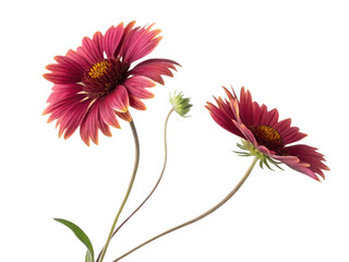 Gaillardia flowers bloom vibrantly with rich colors showcasing their beauty and charm in nature garden