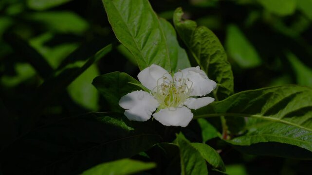 Medlar in flowering, slight breeze, spring (Mespilus germanica) - (4K)