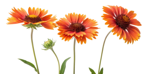 Gaillardia flowers bloom vibrantly with orange and yellow petals showcasing their beauty in nature garden