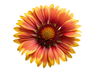 Vibrant gaillardia flower showcases stunning red and yellow petals, radiating beauty and warmth in any garden setting
