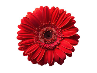Vibrant gerbera daisy flower in stunning red showcases its intricate petals and captivating beauty, perfect for brightening any space