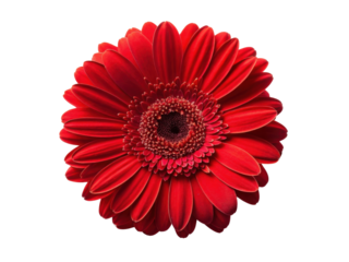 Vibrant gerbera daisy flower in stunning red showcases its intricate petals and captivating beauty, perfect for brightening any space