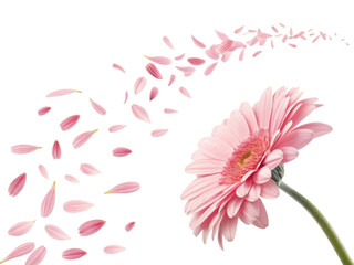Beautiful gerbera daisy flower with delicate pink petals gracefully falling, creating serene and enchanting atmosphere