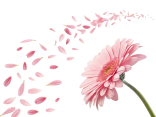 Beautiful gerbera daisy flower with delicate pink petals gracefully falling, creating serene and enchanting atmosphere