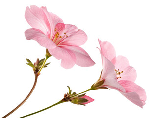 Gloxinia flowers bloom beautifully with delicate pink petals showcasing their elegance and charm in nature garden