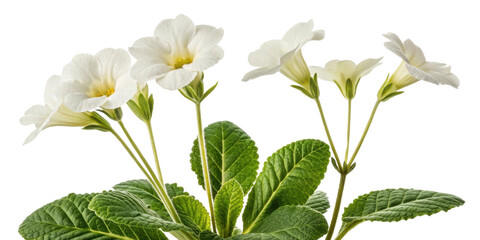 Gloxinia flower blooms gracefully with delicate white petals and lush green leaves creating serene and elegant display in any setting