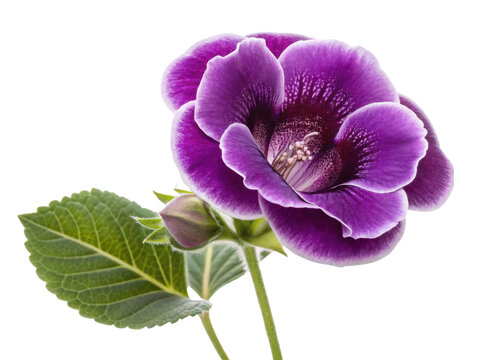 Stunning gloxinia flower showcases vibrant purple petals and lush green leaves, creating captivating display of nature beauty