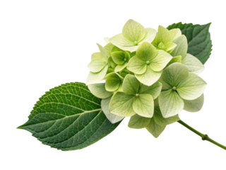 Hydrangea flower blooms gracefully with delicate petals and lush green leaves, creating serene and beautiful natural display