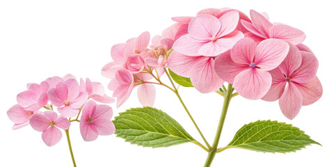 Beautiful hydrangea flowers bloom in soft pink hues, showcasing their delicate petals and lush green leaves, creating serene and joyful atmosphere