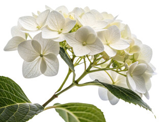 Obraz premium Beautiful hydrangea flower blooms gracefully, showcasing delicate petals and vibrant green leaves that enhance its natural charm