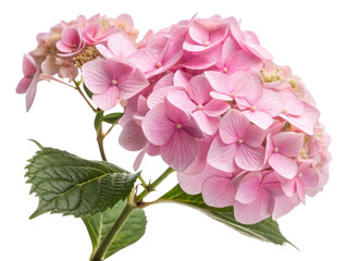 Beautiful hydrangea flower blooms soft pink hues, showcasing delicate petals and lush green leaves, perfect for any garden or floral arrangement
