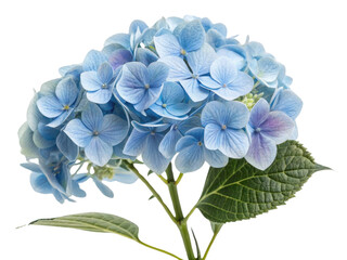 Beautiful hydrangea flower blooms in soft blue hues, showcasing delicate petals and lush green leaves, perfect for any garden or arrangement