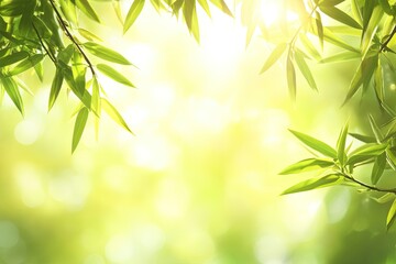 Lush bamboo leaves bathed in sunlight