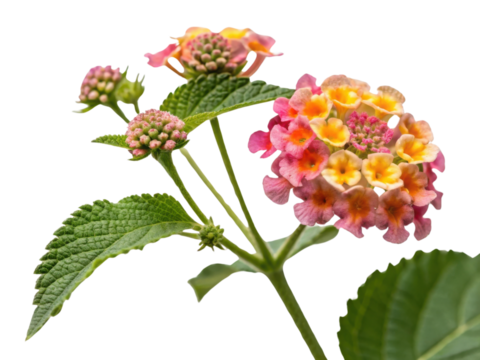 Lantana flower blooms vibrantly with clusters of colorful petals showcasing shades of pink and yellow, creating stunning visual appeal